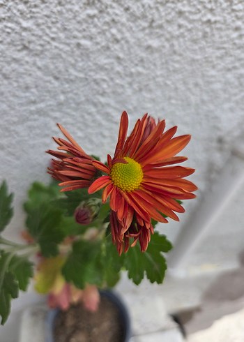 Kasımpatı - Görsel 2