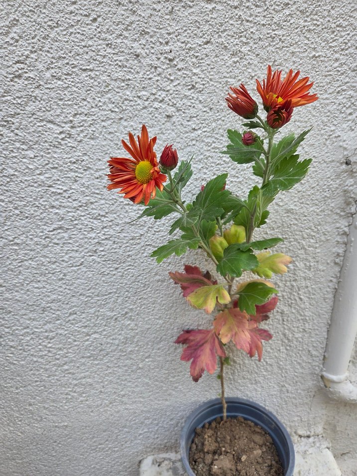 Kasımpatı - Görsel 4