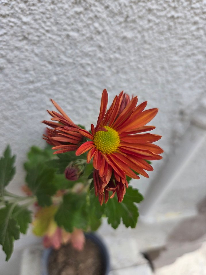 Kasımpatı - Görsel 2