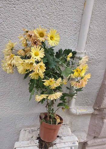 Kasımpatı - Görsel 2