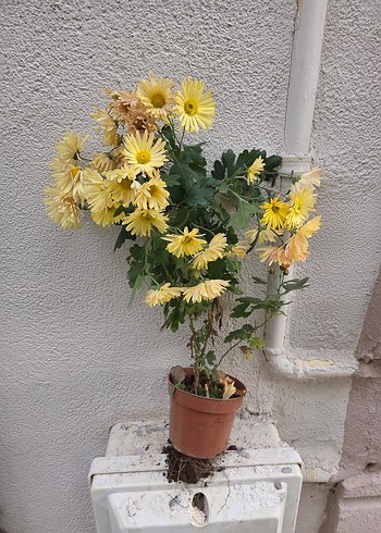 Kasımpatı - Görsel 3