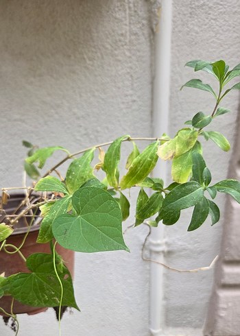 Sabun çiçeği - Görsel 2