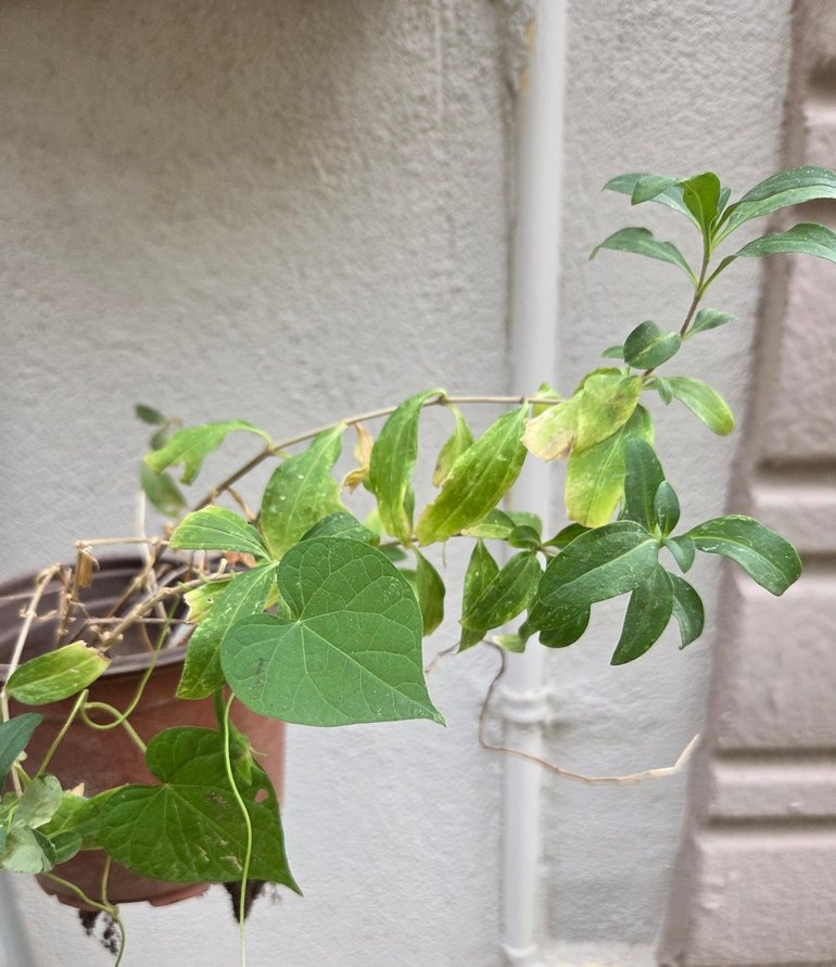 Sabun çiçeği - Görsel 2