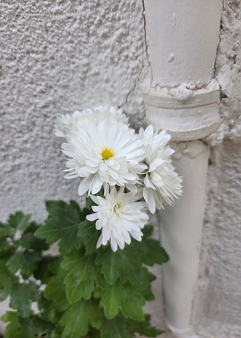 Kasımpatı Çiçeği Saksıda - Görsel 3