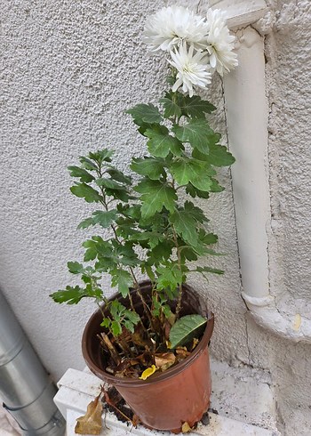 Kasımpatı Çiçeği Saksıda - Görsel 5