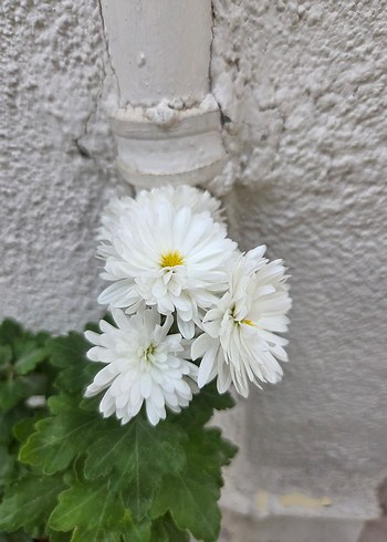 Kasımpatı Çiçeği Saksıda - Görsel 2