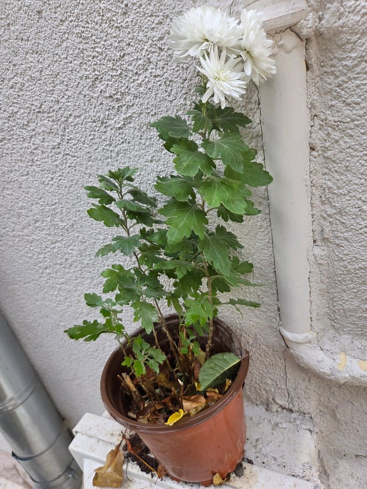 Kasımpatı Çiçeği Saksıda - Görsel 5