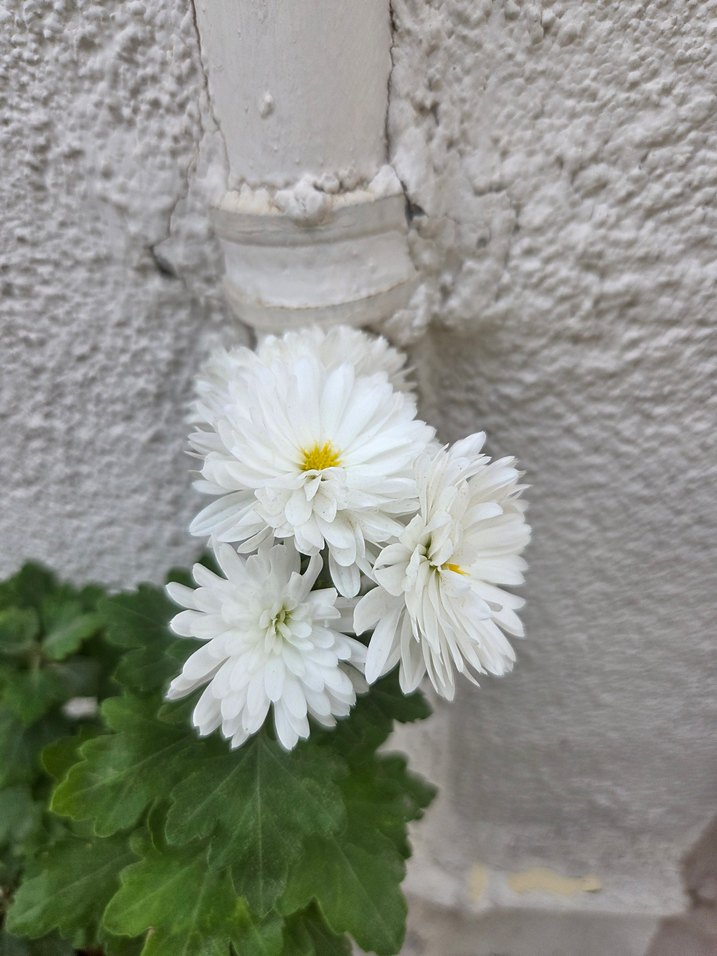 Kasımpatı Çiçeği Saksıda - Görsel 2