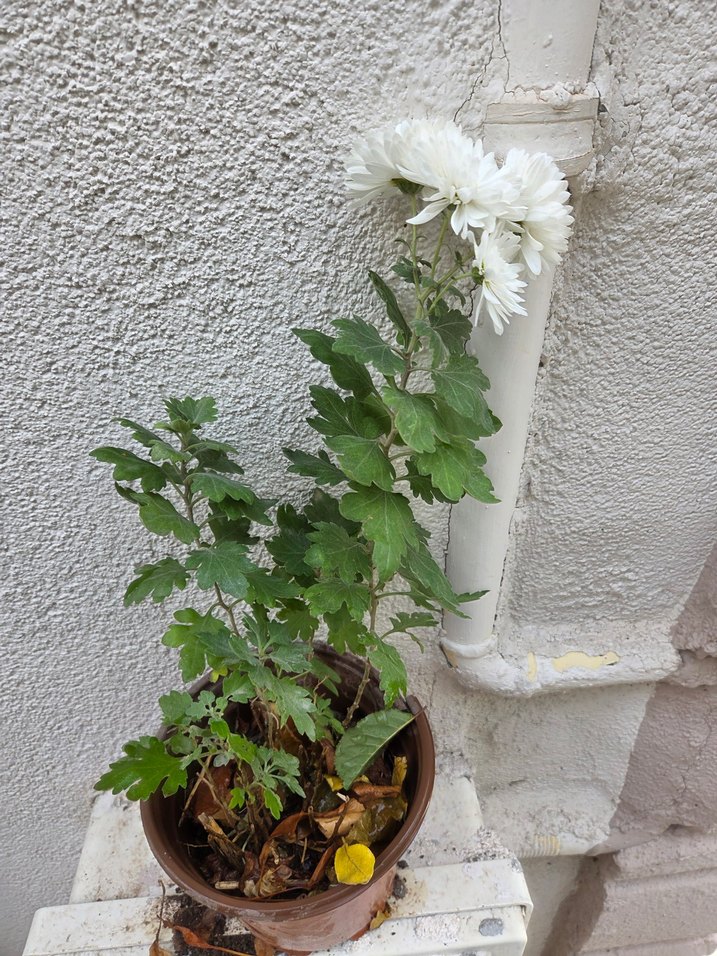 Kasımpatı Çiçeği Saksıda - Görsel 4