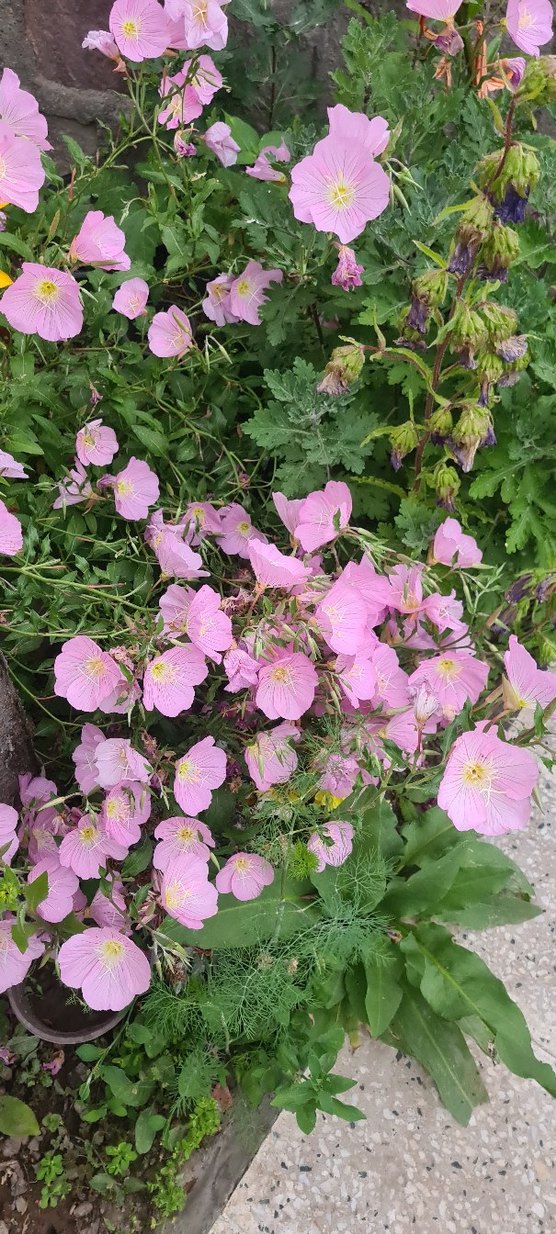 Ezan çiçeği - Görsel 4