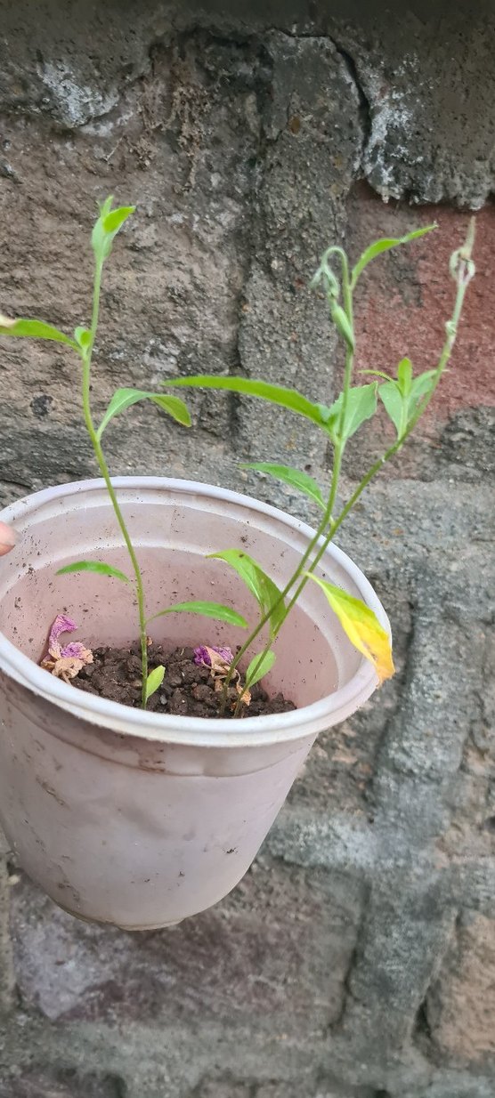 Ezan çiçeği - Görsel 3