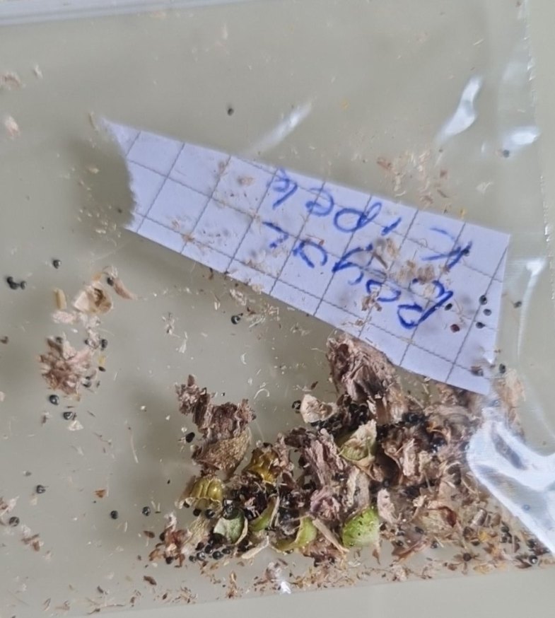 İpek çiçeği tohumu - Görsel 4