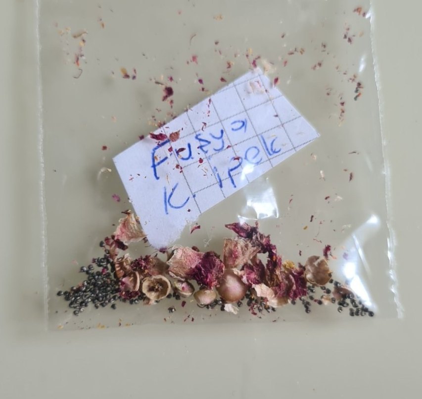 İpek çiçeği tohumu - Görsel 3