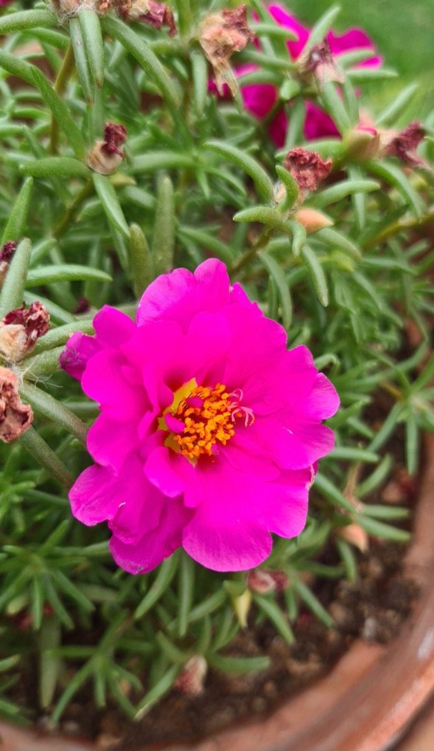 İpek çiçeği tohumu - Görsel 2