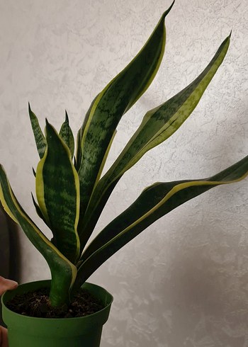 sansevieria kılıç çiçeği - Görsel 2