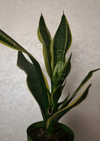 sansevieria kılıç çiçeği - Görsel 3