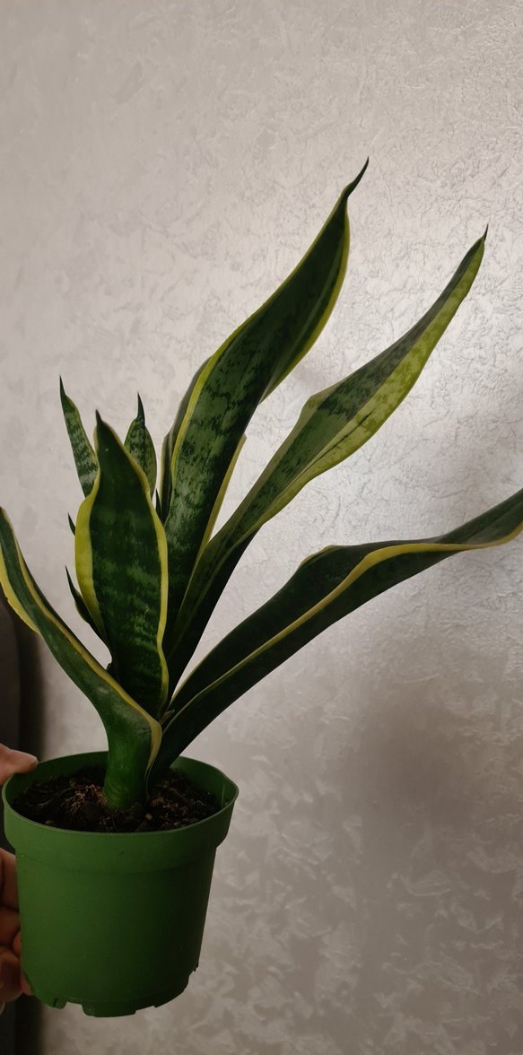 sansevieria kılıç çiçeği - Görsel 2