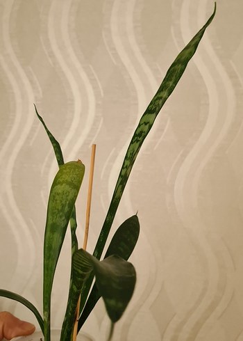 Kılıç çiçeği - Görsel 2