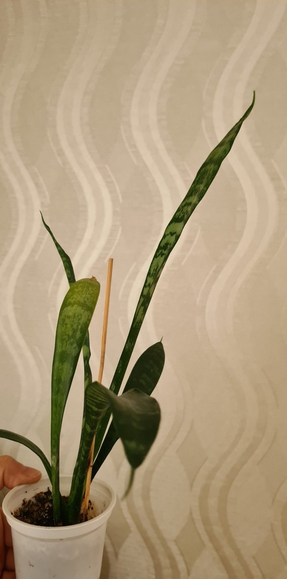 Kılıç çiçeği - Görsel 2