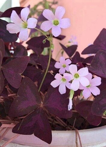 Oxalis (uyku çiçeği)