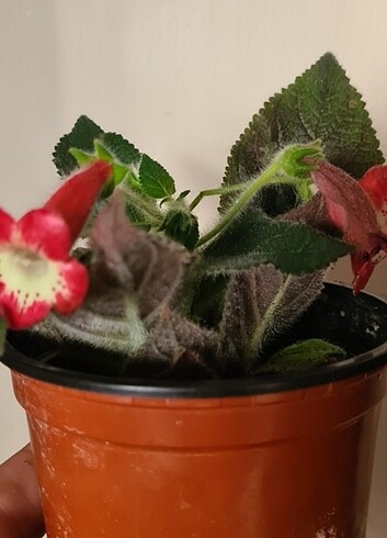 Kohleria Lima fidesi 