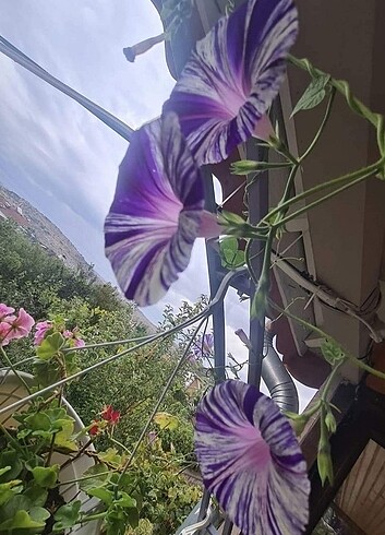  Beden Sarmaşık tohumu 