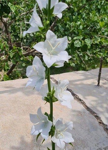 Campanula 