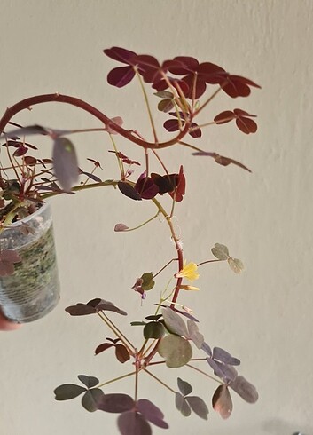 Oxalis 