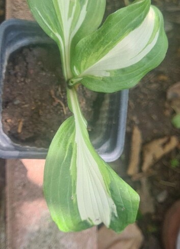 Diğer Hosta