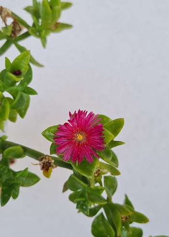 Buz çiçeği - Görsel 2