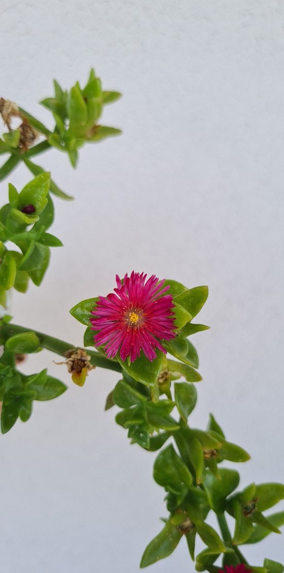 Buz çiçeği - Görsel 2