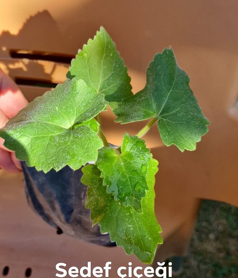 Sedef çiçeği - Görsel 3