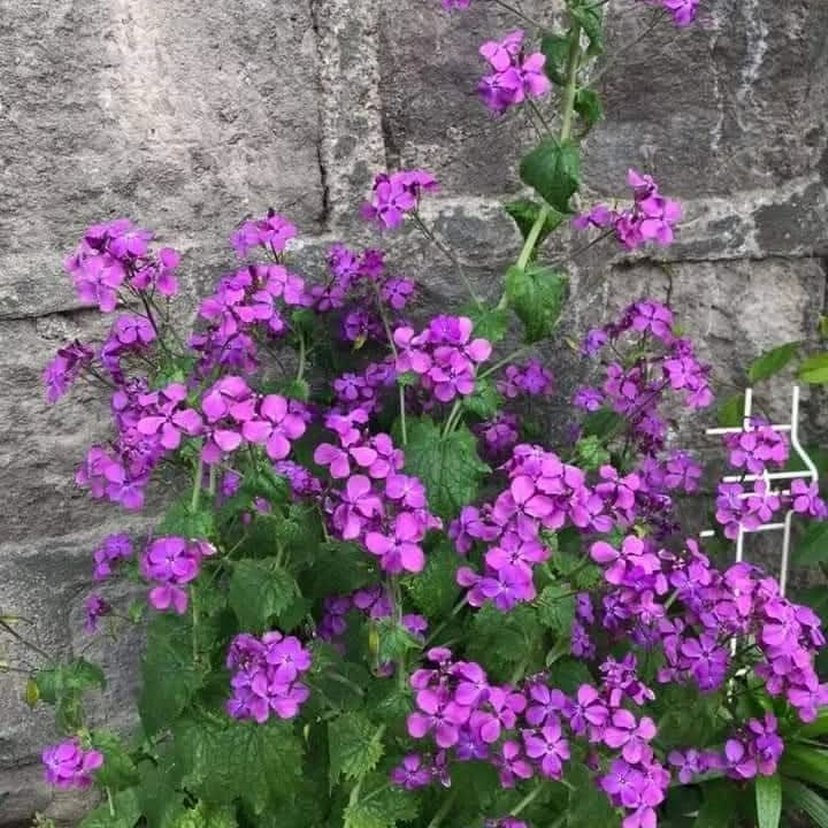 Sedef çiçeği - Görsel 2