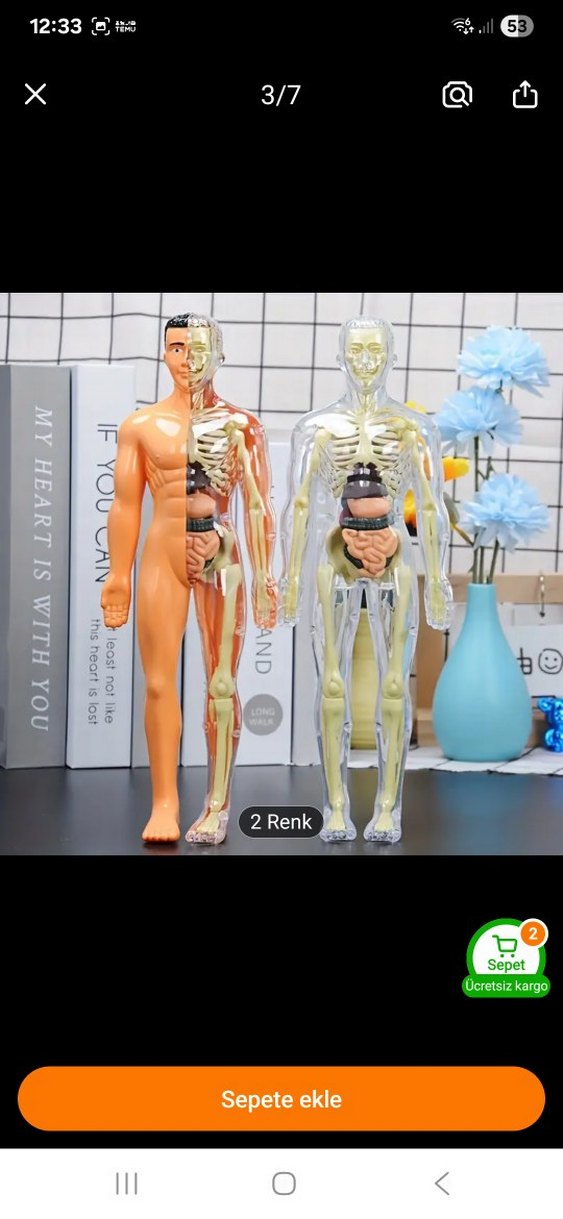 İnsan Anatomisi Aksiyon Figürü - Görsel 3