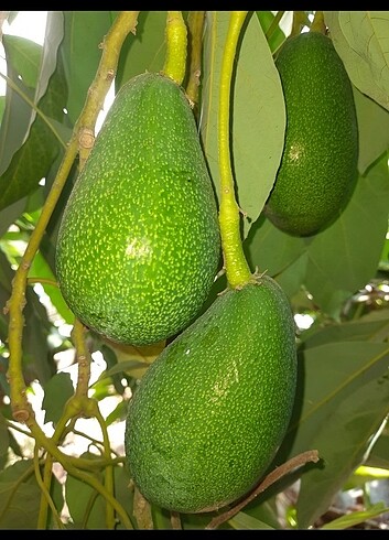 Avokado 
