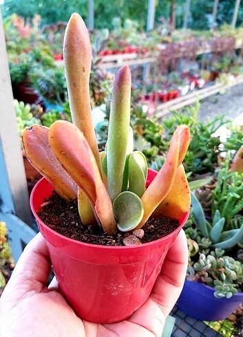 Kalanchoe oirucula 