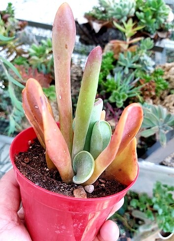 Diğer Kalanchoe oirucula 