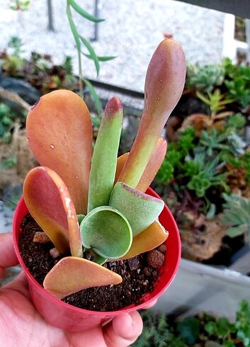  Beden Kalanchoe oirucula 