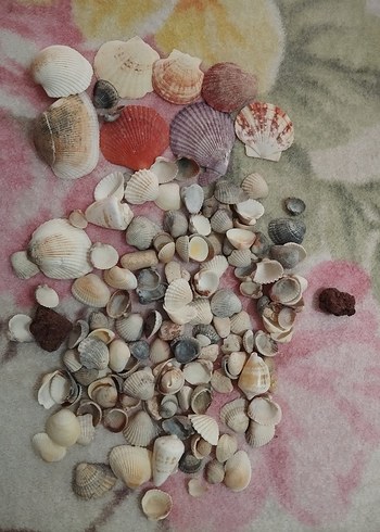 Çok Renkli Mini Deniz Kabukları - Görsel 2