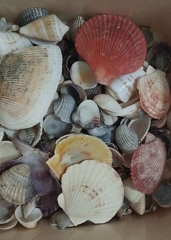 Çok Renkli Mini Deniz Kabukları - Görsel 4