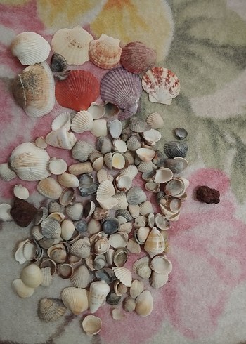 Çok Renkli Mini Deniz Kabukları - Görsel 3