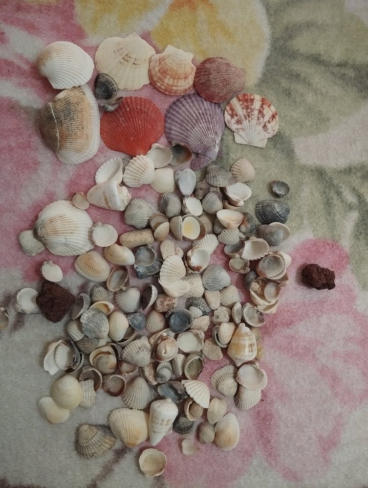 Çok Renkli Mini Deniz Kabukları - Görsel 2