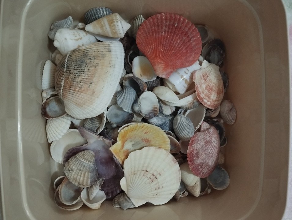 Çok Renkli Mini Deniz Kabukları - Görsel 4