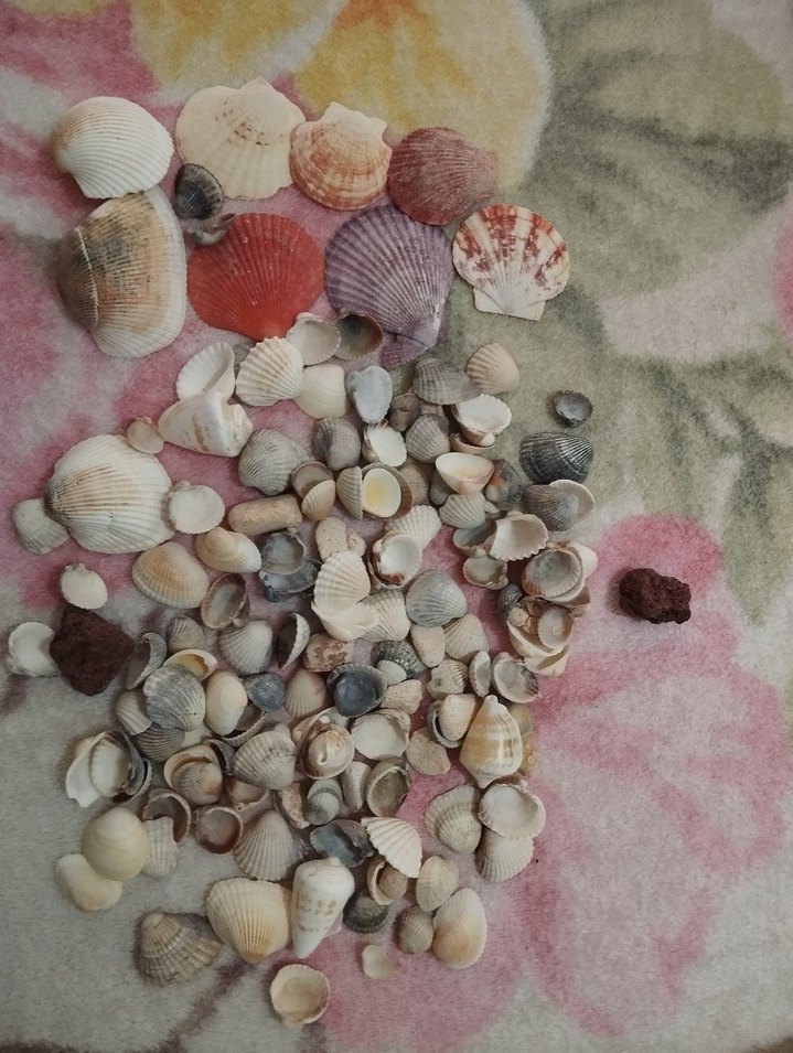 Çok Renkli Mini Deniz Kabukları - Görsel 3