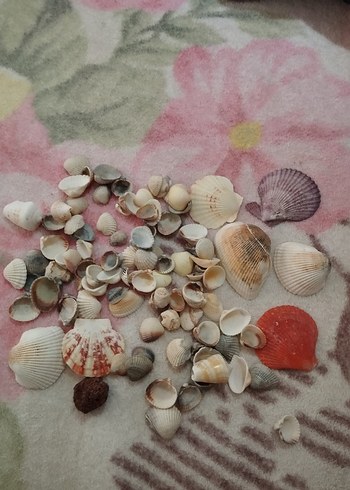 Renkli Deniz Kabukları T - Görsel 3