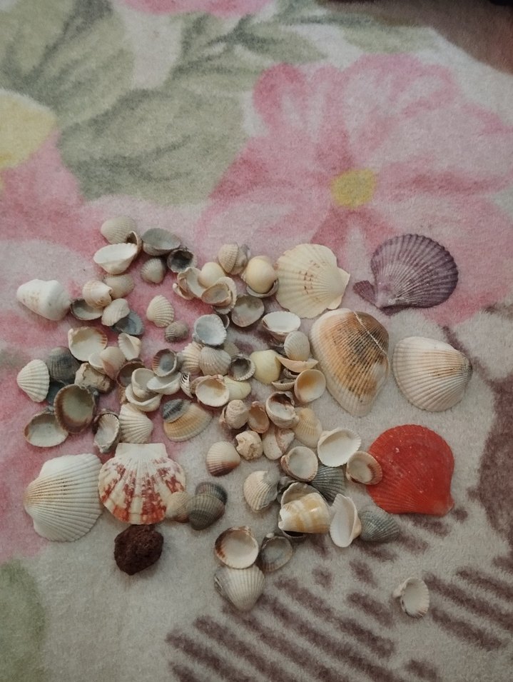 Renkli Deniz Kabukları T - Görsel 3