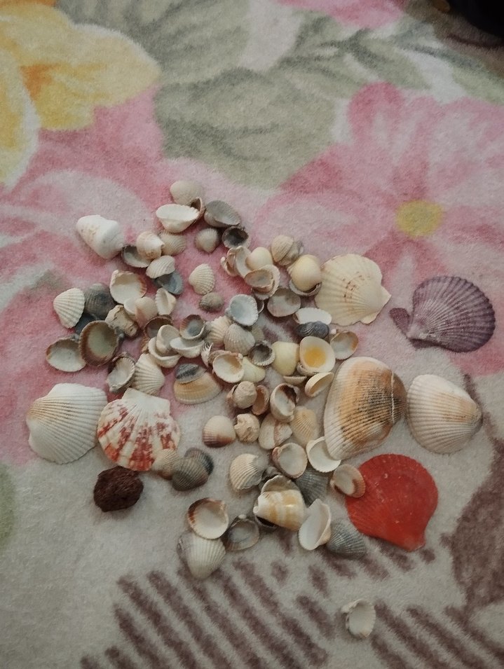 Renkli Deniz Kabukları T - Görsel 2