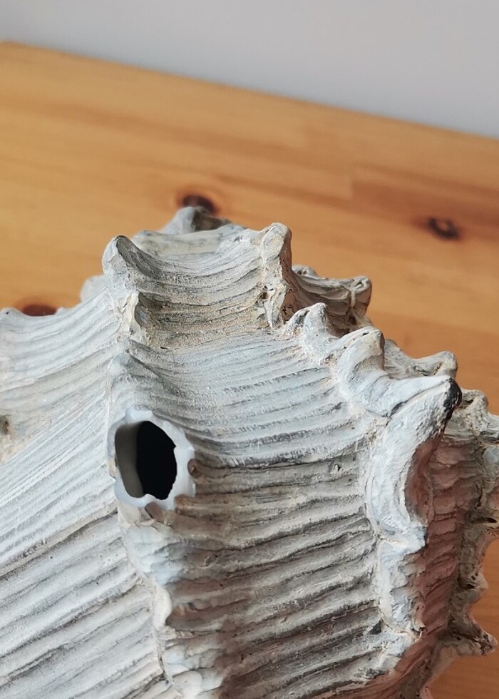 DENİZ KABUĞU OBJE - Görsel 3