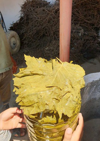 Viniferia Salamura Yaprak - Görsel 6