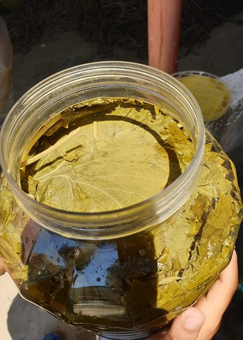 Viniferia Salamura Yaprak - Görsel 4